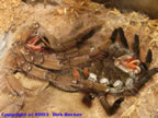 Theraphosa leblondi